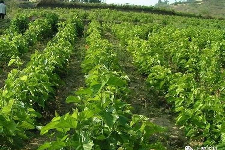 黄腐酸钾适用作物