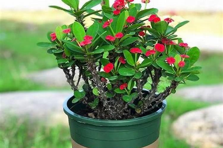 刺梅的养殖方法和注意事项 刺梅的养殖方法