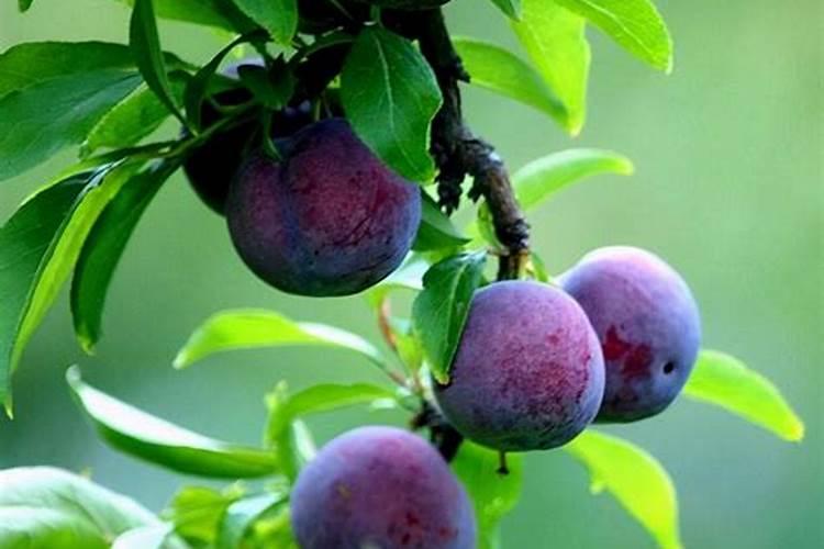 宁波四明山杖锡樱花基地在哪？花期是什么时候？