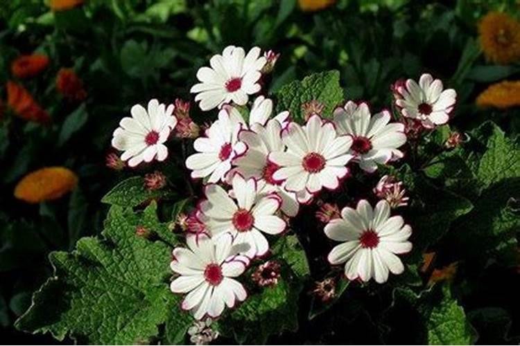 甜瓜用什么肥料好甜瓜的施肥技术