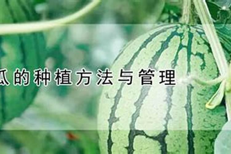 甜瓜用哪种复合肥最好