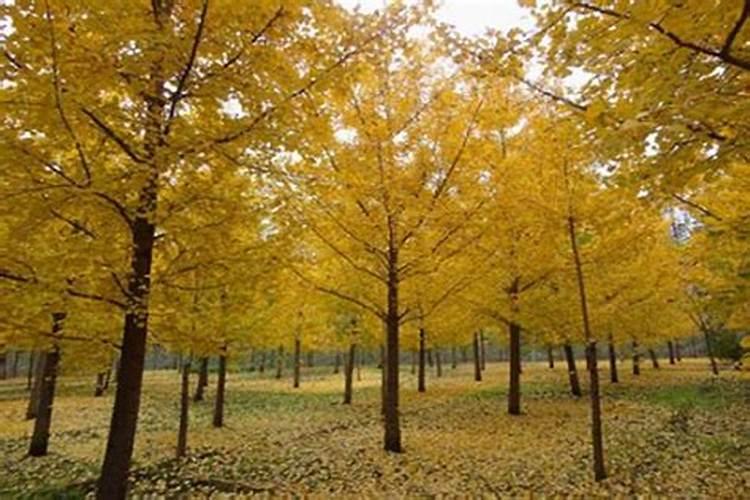 种植甜瓜生虫怎么办