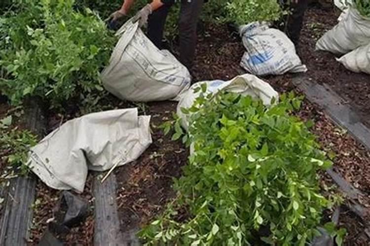 一斤碳酸氢铵兑多少斤水