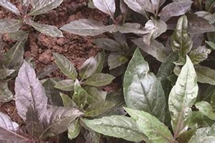 韭菜播种后如何进行肥水管理？