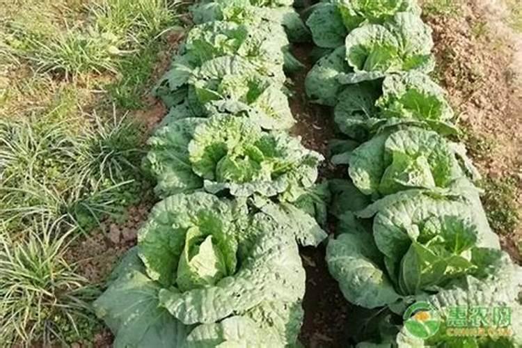 通菜种植时间和方法是？