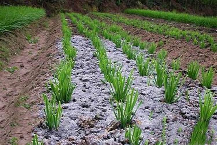 石斛怎么种植方法