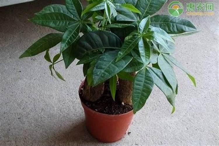 怎样给樱花树施肥