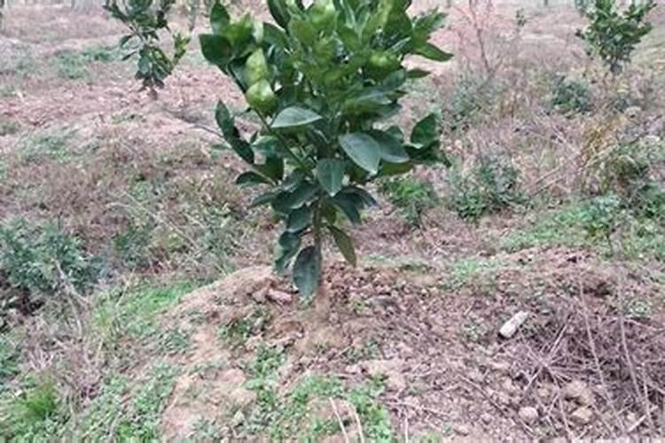 菜瓜啥时候施肥？