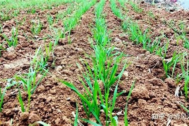 果树用水溶肥好还是复合肥好(复合肥可以兑水浇果树吗)