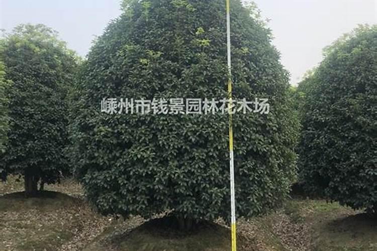 桂花树专用肥有哪些 施肥注意事项