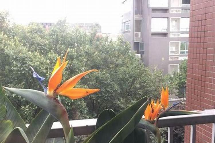 家里用什么做硼肥 硼肥如何在家自制