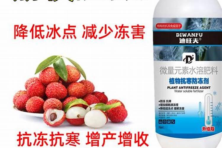 荔枝专用叶面肥什么好