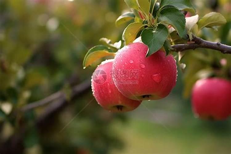 百合长花苞后要施肥吗