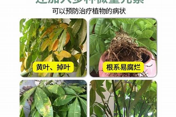 发财树和金钱树可以用一样👓肥料吗？