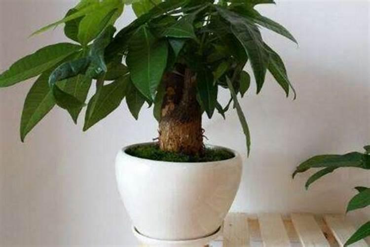 怎样给盆花施肥？