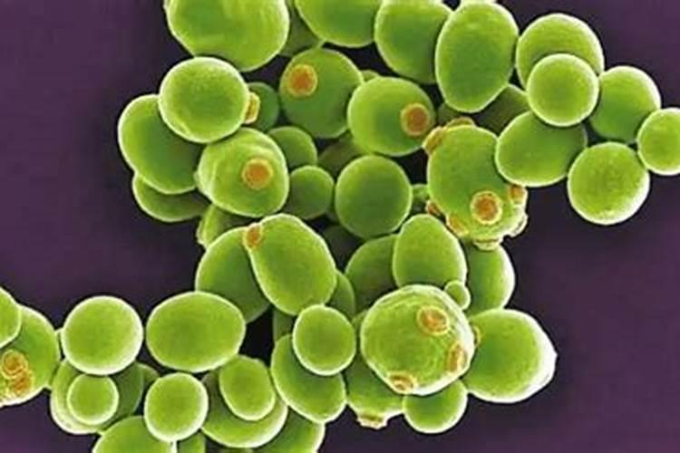 中钾肥与高钾肥的区别？