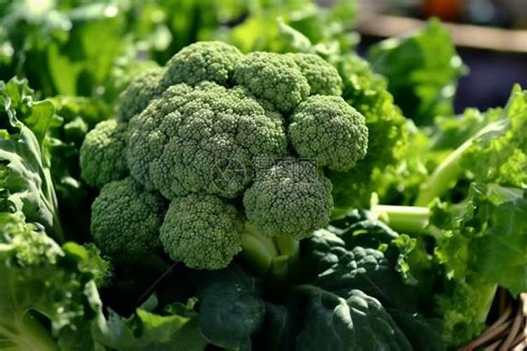 西兰花出现黄化米粒的问题要怎么处理才好