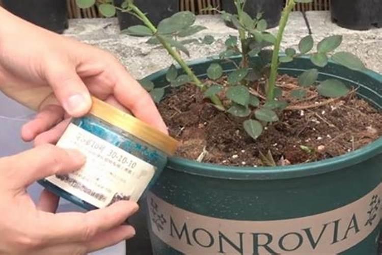 南瓜施什么肥最好