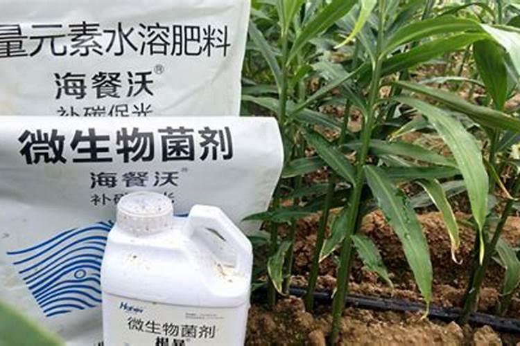 柑桔苗用什么肥长得快