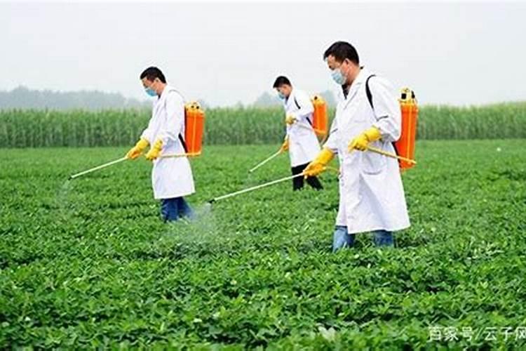 柑橘种植施肥要点有哪些？柑橘结果后用调色师叶面肥料？