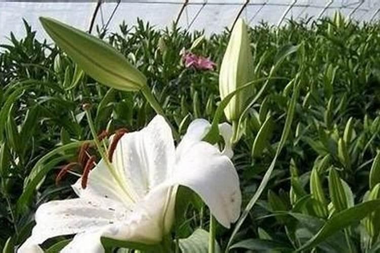 钾肥的作用及功能