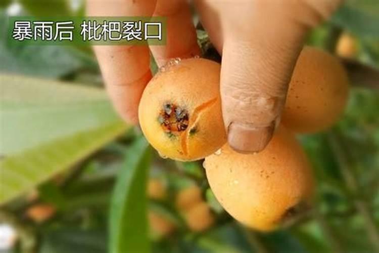 荔枝果开裂是什么引起的用什么药