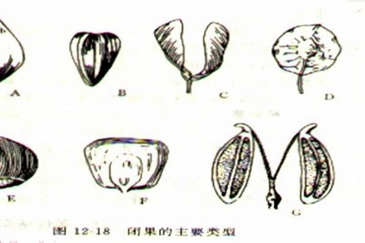 苹果裂果上什么肥料好