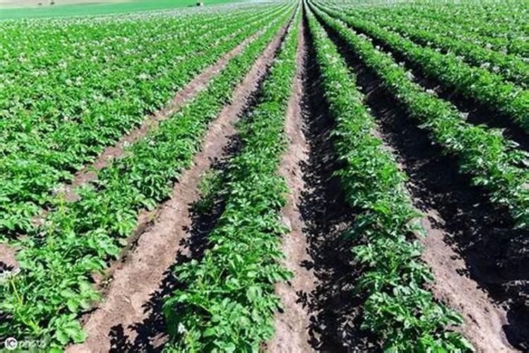 土豆浇水的正确方法