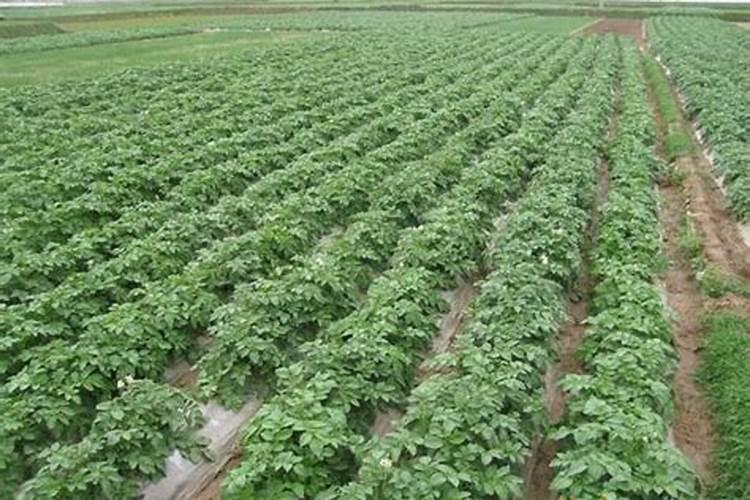 土豆地膜覆盖后怎么浇水？