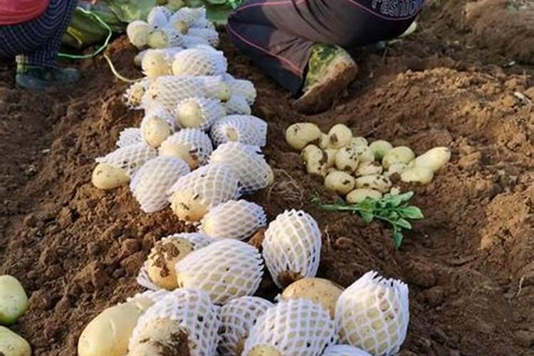 地膜种土豆怎么种