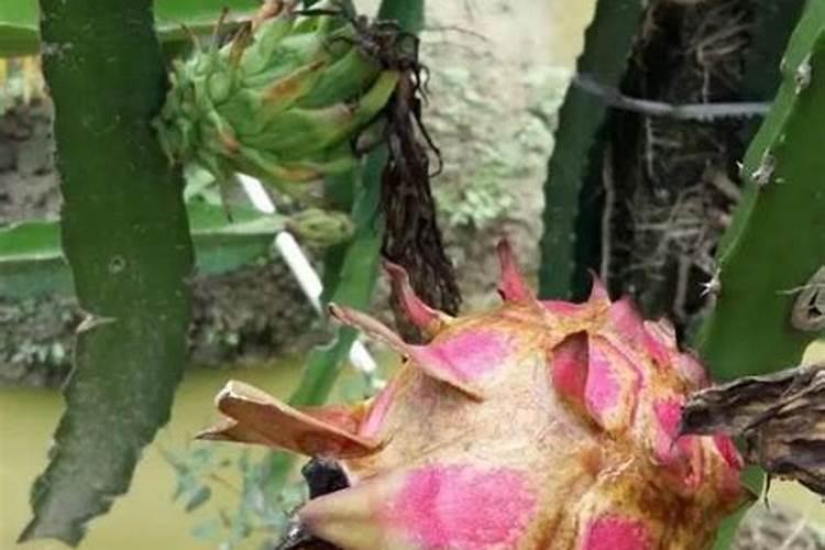 火龙果挂果期需补哪种肥料