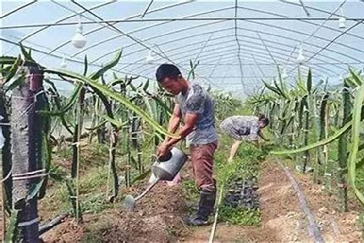 白萝卜怎么浇水与施肥 注意事项有哪些