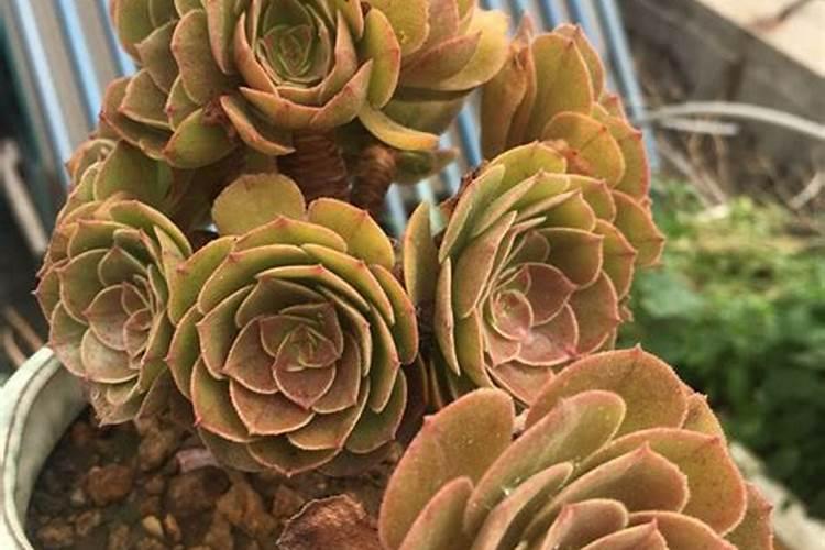 碳酸氢铵是氮肥吗