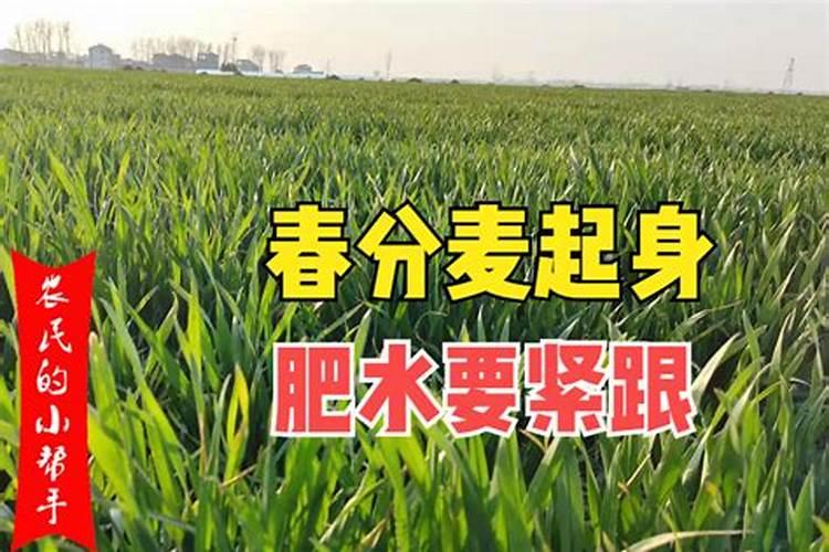 小麦中后期管理技术 小麦怎么养护