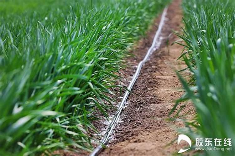 怎样搞好小麦中后期水分管理？