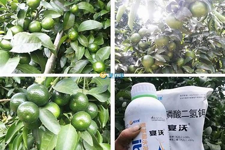 富贵椰子施什么肥