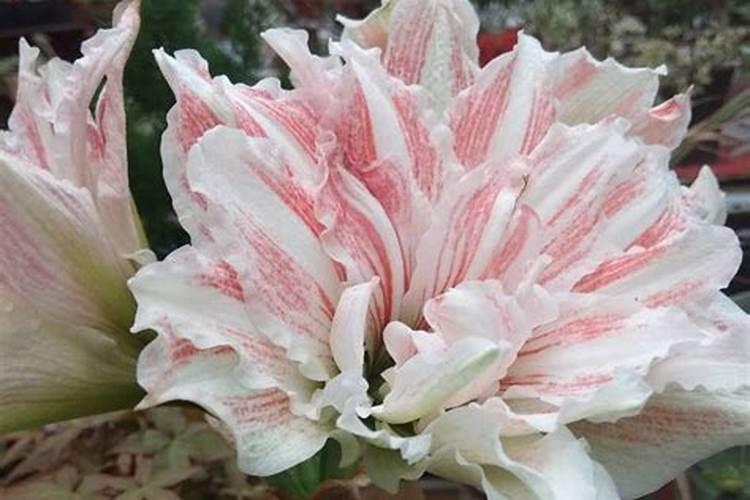 请问黄腐酸、氨基酸、腐植酸的作用和区别有哪些？