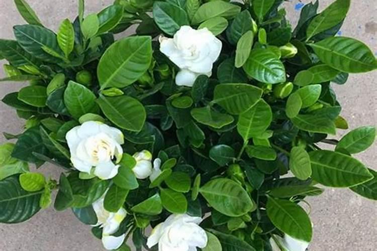 磷肥在土中的有效期