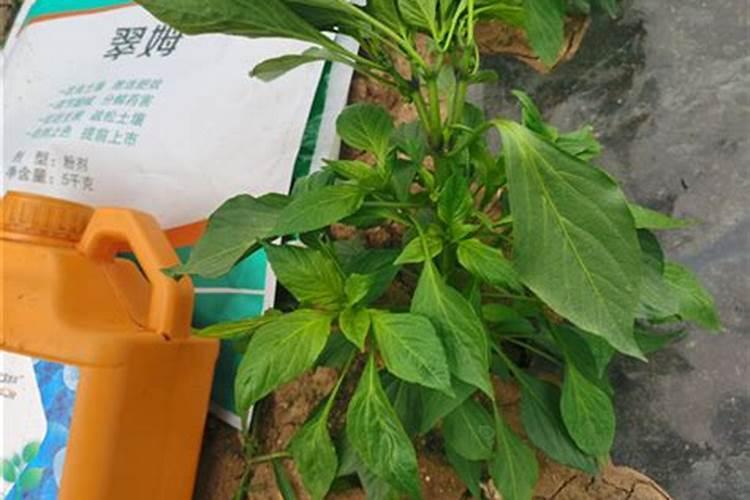 秋冬大棚油桃怎么管理