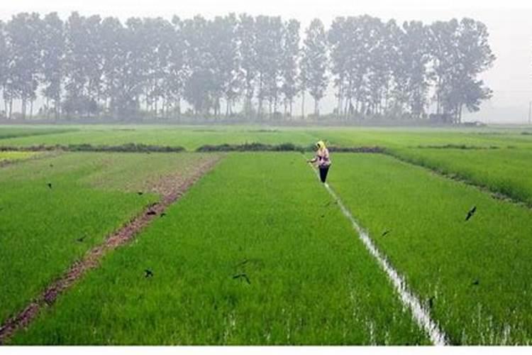 下完雨撒化肥可以吗三天后下起暴雨还有效吗？