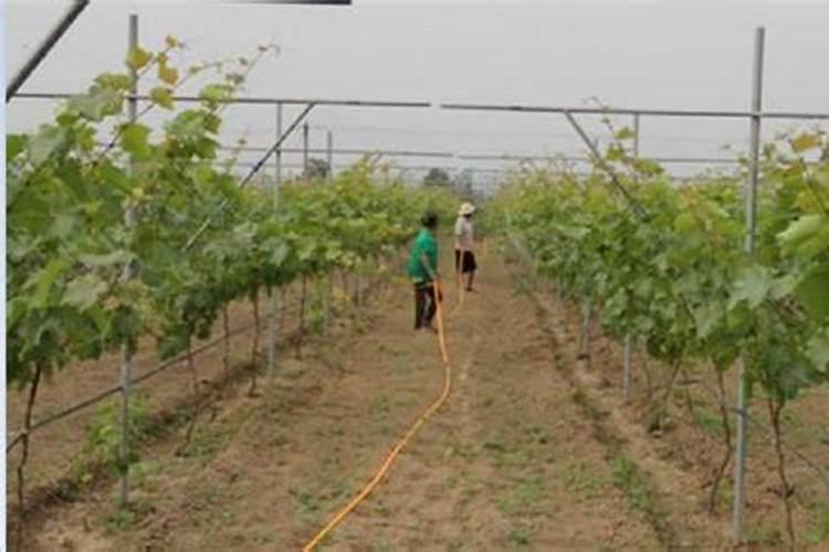 离子多功能肥料有哪些