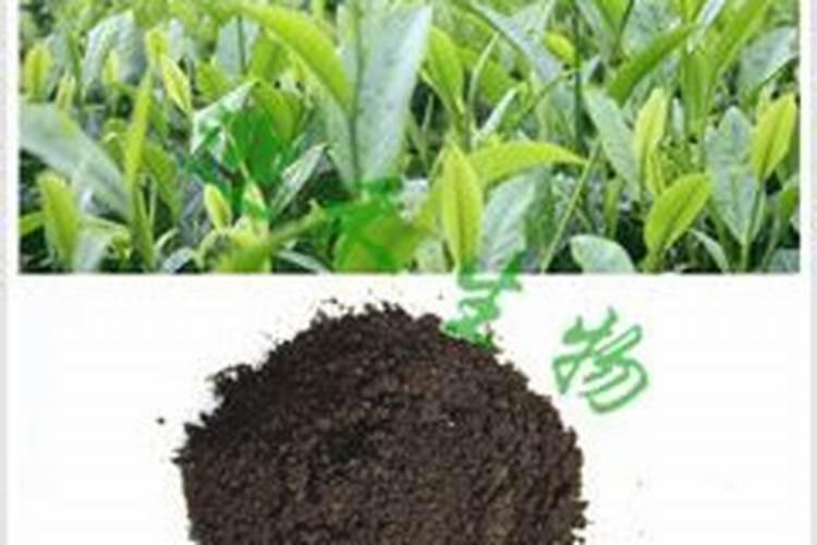 火龙果开花要施什么肥