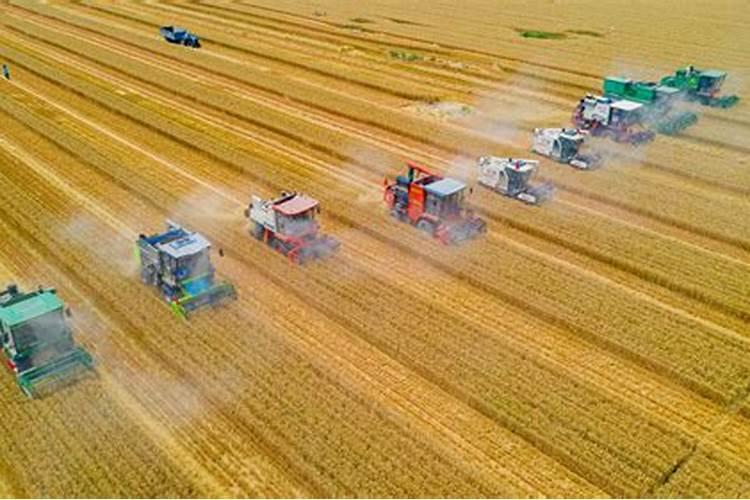 种植葵花用什么肥料好？