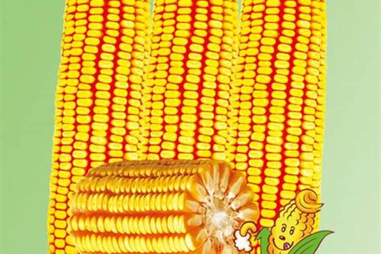 玉米叶面肥
