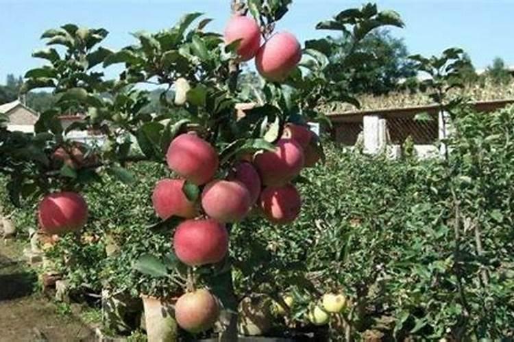 硝酸钾作叶面肥效果为什么不好呢？