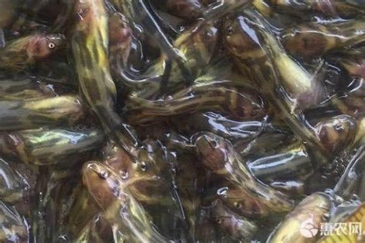 豆角扎干短了,通过什么途径可以把它加长