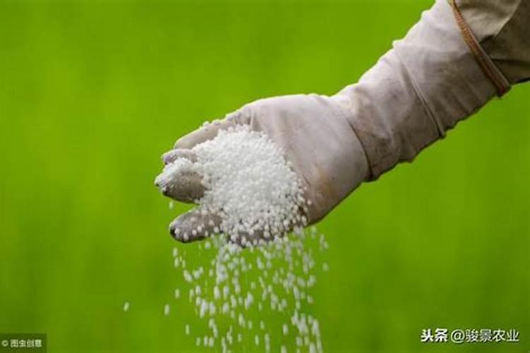 BB肥龙高L2玉米专用肥的四大效果