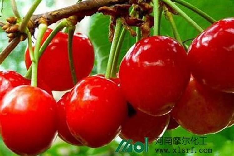 种玉米哪种化肥好？