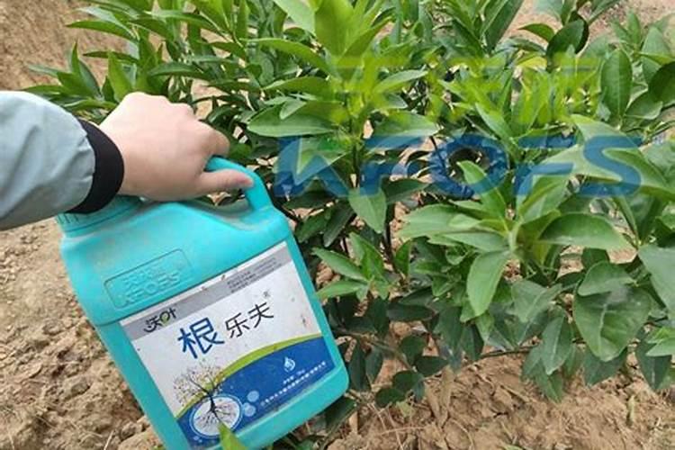 根多多生根水溶肥使用方法