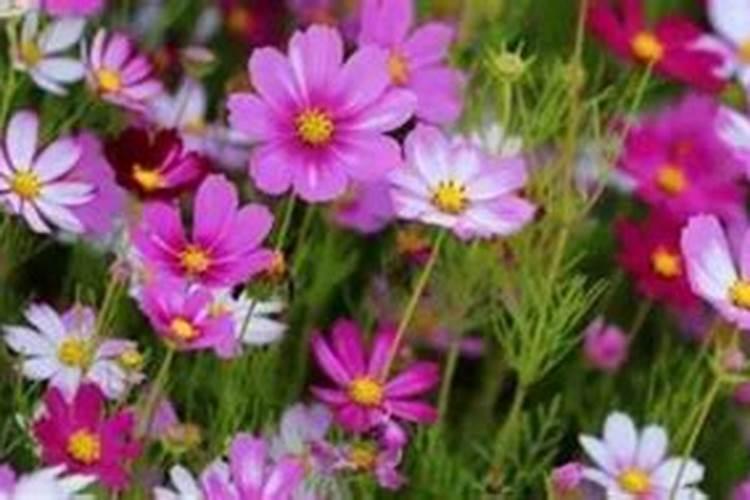 波斯菊怎么施肥,以少量多次为原则最佳